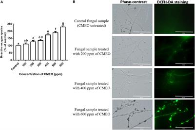 Antifungal Activity of Chitosan Nanoparticles Encapsulated With Cymbopogon martinii Essential Oil on Plant Pathogenic Fungi Fusarium graminearum